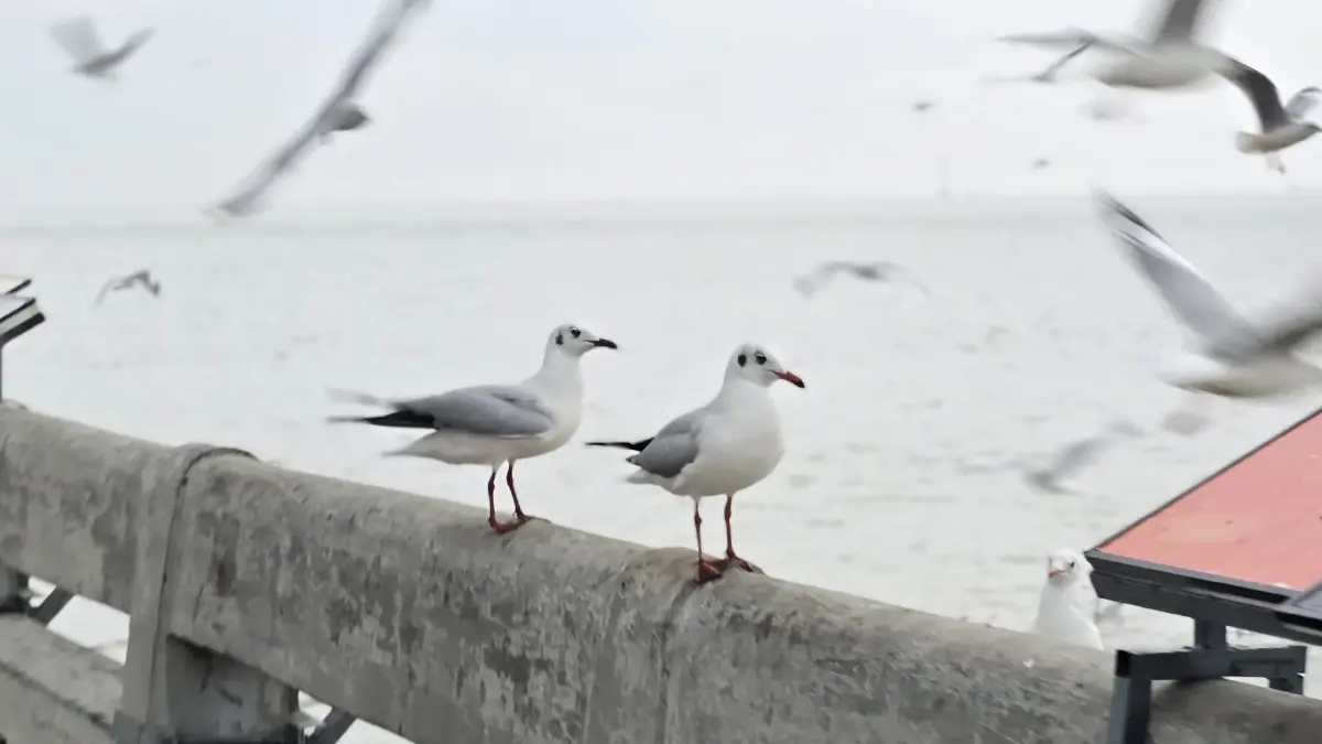 ชวนเที่ยว ใกล้กรุง 'พิพิธภัณฑ์ช้างเอราวัณ-บางปู' ด้วยรถไฟฟ้า BTS