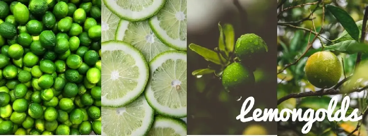 หมดปัญหามะนาวล้นตลาด วว.ผนึกเอกชนพัฒนาเป็นเครื่องสำอางได้แล้ว