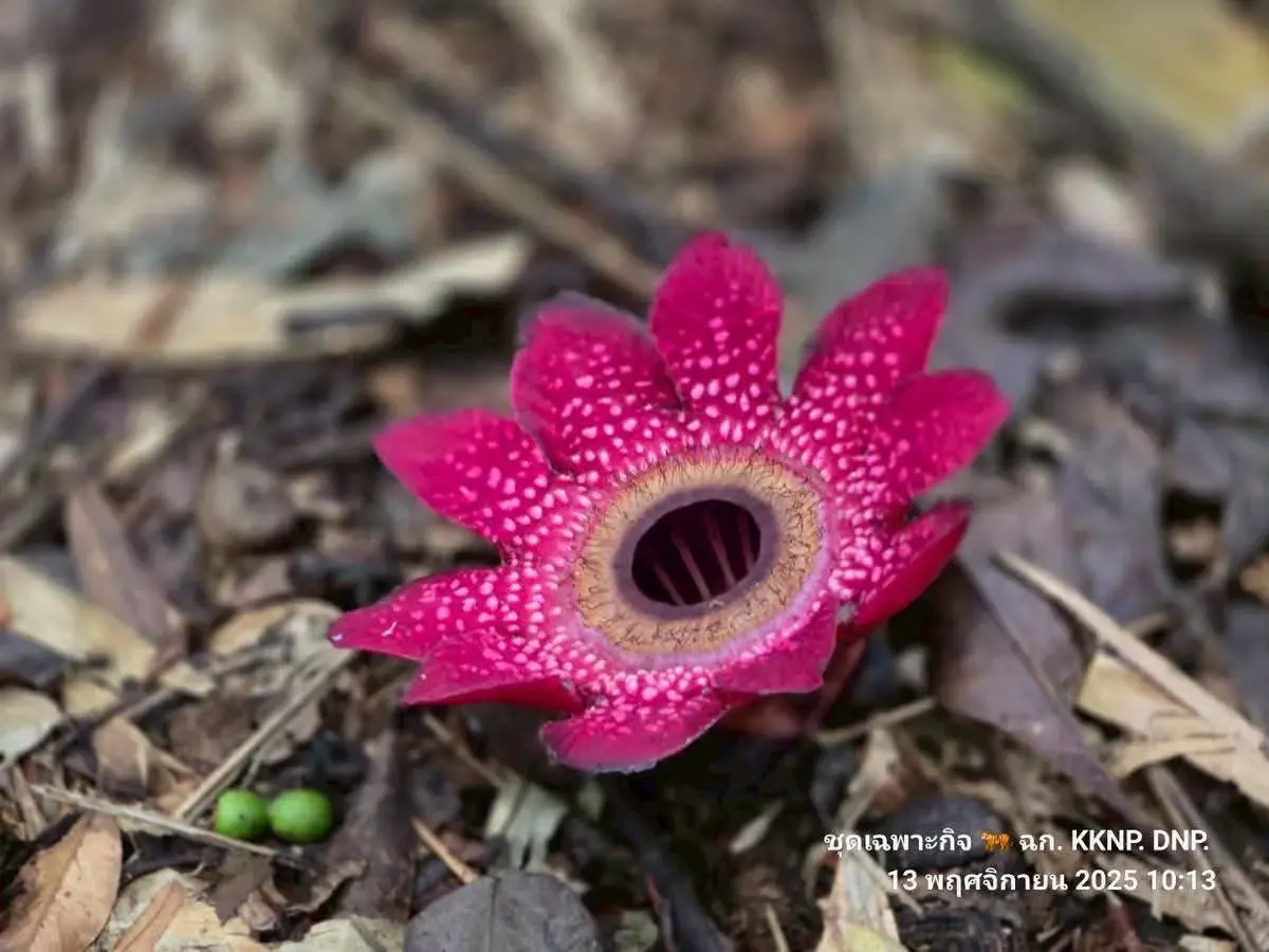 หาดูยาก 'กระโถนพระราม' บานแล้ว ในผืนป่ามรดกโลก แก่งกระจาน