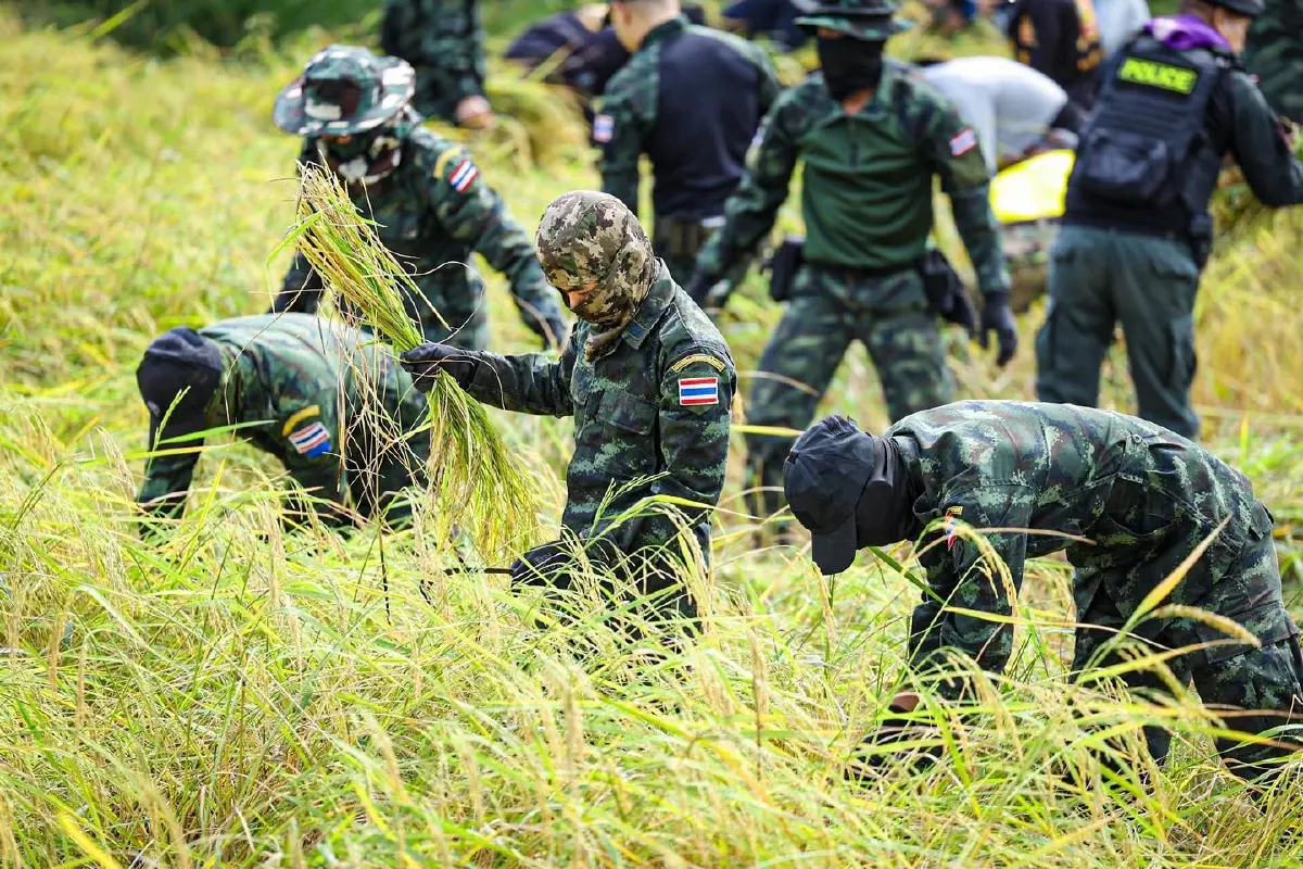 ทหารถือปืน-เกี่ยวข้าว ช่วยชาวนาชายแดนสระแก้ว ทบ.ย้ำอธิปไตยชาติ