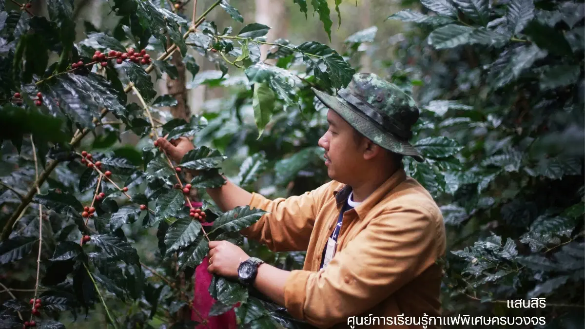 'ศูนย์การเรียนรู้กาแฟพิเศษครบวงจร' โปรเจกต์ธุรกิจเพื่อสังคมที่ยั่งยืน