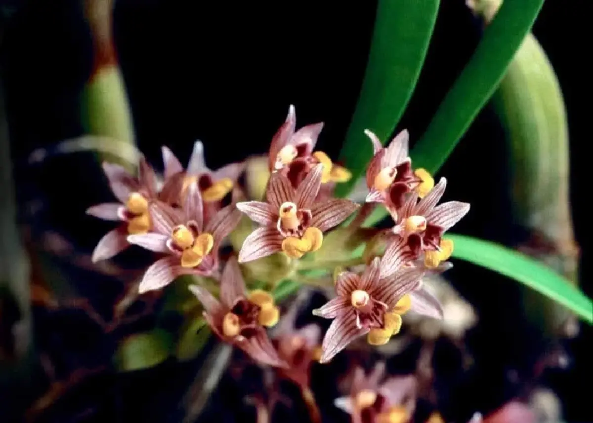 ชมความงดงาม 'นิมมานรดี' กล้วยไม้ป่านามพระราชทาน 'สมเด็จพระพันปีหลวง'