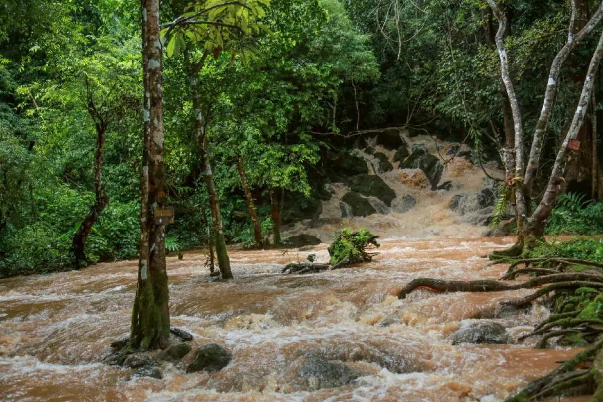 แม่ฟ้าหลวงฯ หนุนชุมชนดูแลป่า สร้างคาร์บอนเครดิต ต้นไม้สมบูรณ์–คนมีรายได้