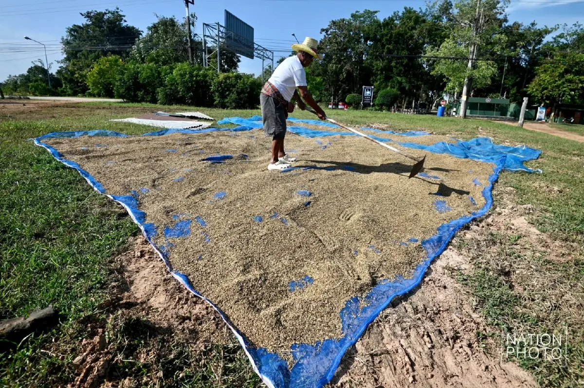 ชายแดนเดือด! ชาวนาหนองหญ้าแก้ว ยอมขาดทุน ตัดข้าวเขียว หนีปะทะซ้ำ