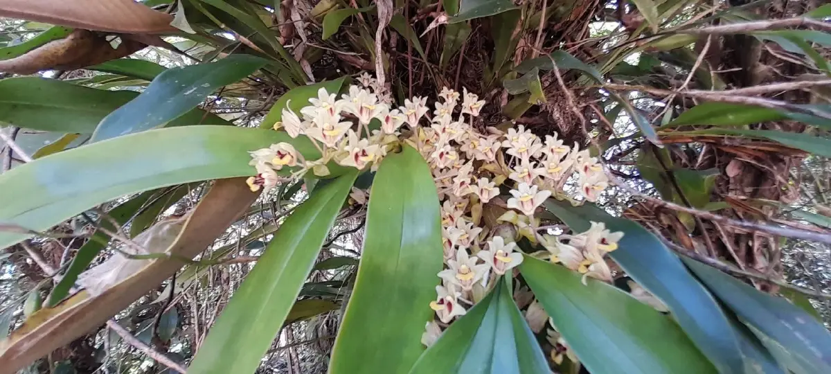 ชมความงดงาม 'นิมมานรดี' กล้วยไม้ป่านามพระราชทาน 'สมเด็จพระพันปีหลวง'