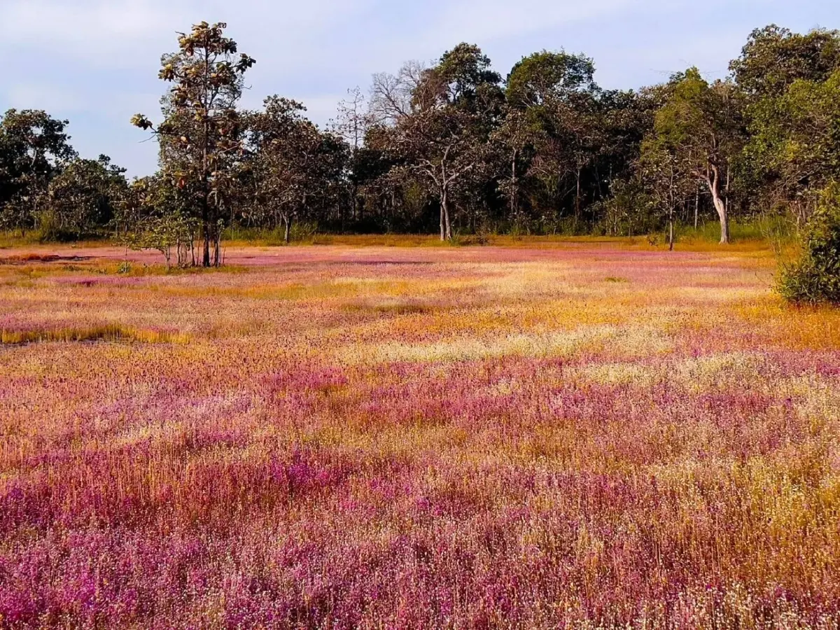 งามดุจภาพวาด ทุ่งดอกไม้ป่านามพระราชทาน บานสะพรั่ง ณ วนอุทยานน้ำตกผาหลวง
