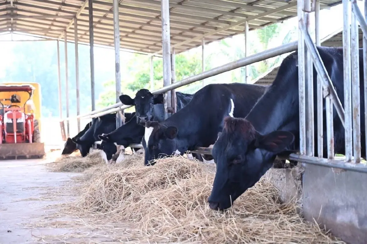 น้ำนมโคสดไทยปลอดภัยทุกหยด คุมเข้มตั้งแต่ฟาร์มถึงผู้บริโภค