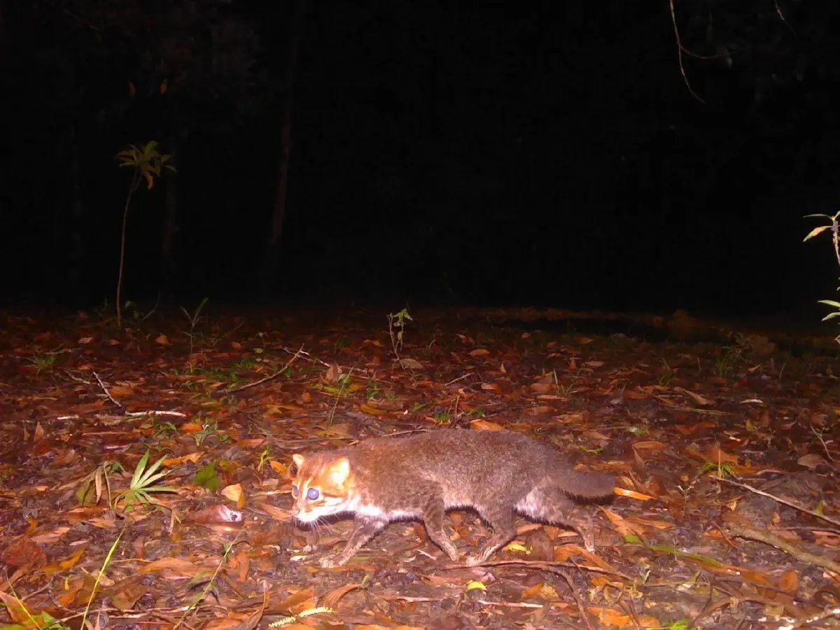 10 เหตุการณ์การพบสัตว์หายาก  สิ่งมีชีวิตชนิดใหม่ในรอบปี 2025