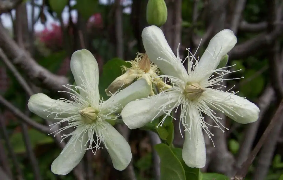 รับแดดอุ่นที่สวนสมเด็จพระนางเจ้าสิริกิติ์ ป่าเล็กในเมืองใหญ่