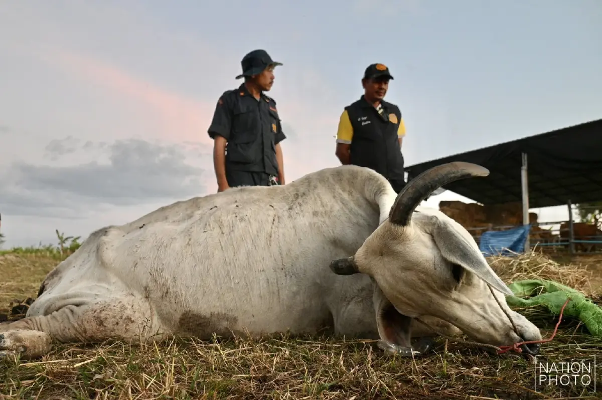 สะเทือนใจ วัวช็อกเสียงปืนใหญ่เขมร พลัดตกบ่อน้ำบาดเจ็บ ทนทรมาน 9 วันก่อนตาย