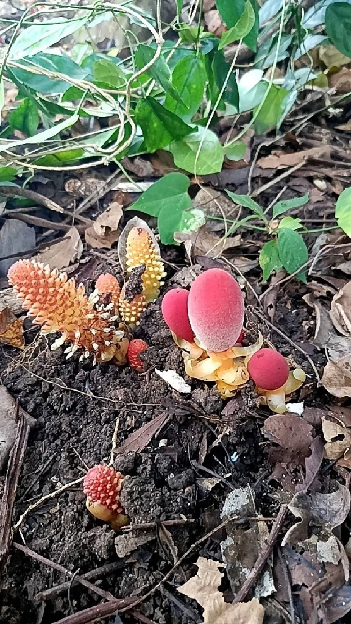 ขนุนดิน โผล่กลางวัดป่าเทพรังสี จ.เลย พืชแปลก อาศัยรากพืชอื่นเลี้ยงชีพ