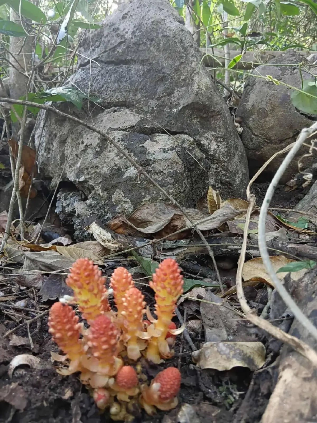 ขนุนดิน โผล่กลางวัดป่าเทพรังสี จ.เลย พืชแปลก อาศัยรากพืชอื่นเลี้ยงชีพ