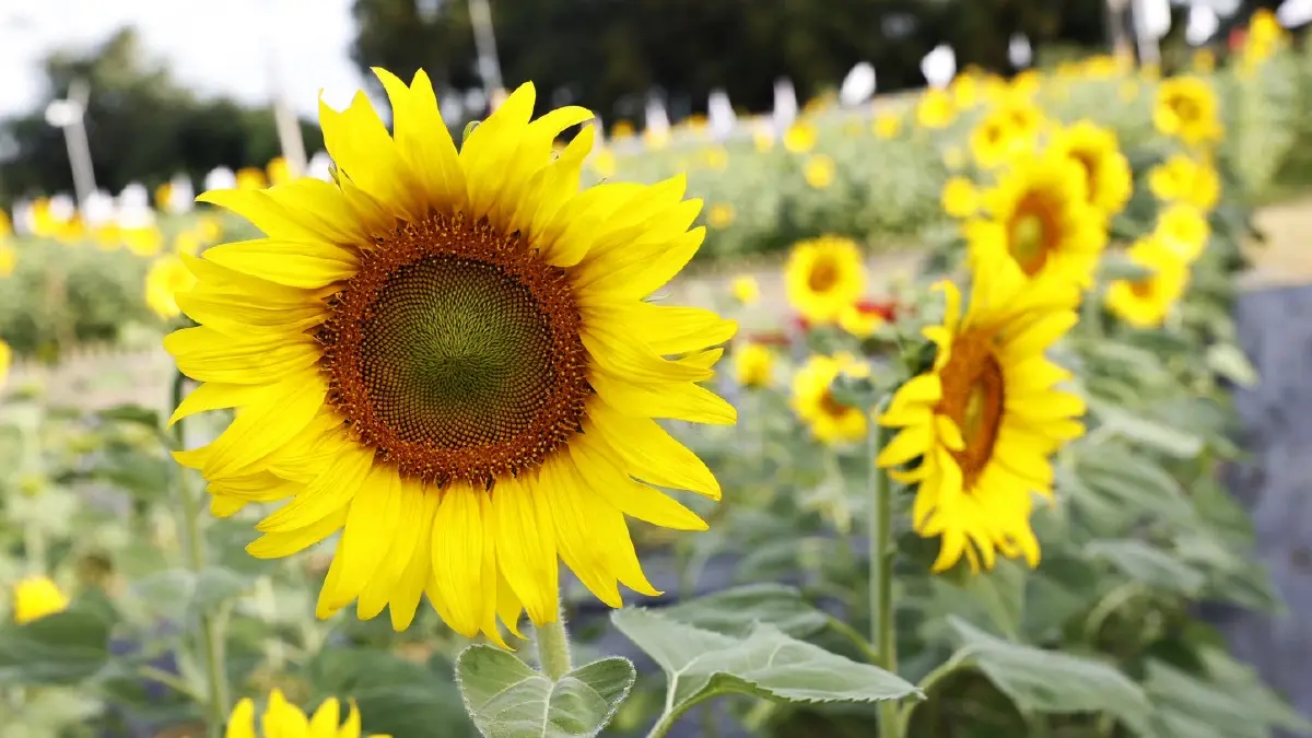 ชวนเที่ยว ‘ทานตะวันบานสะพรั่งทั่วระแหง ครั้งที่ 6’ ใกล้กรุงเทพฯ