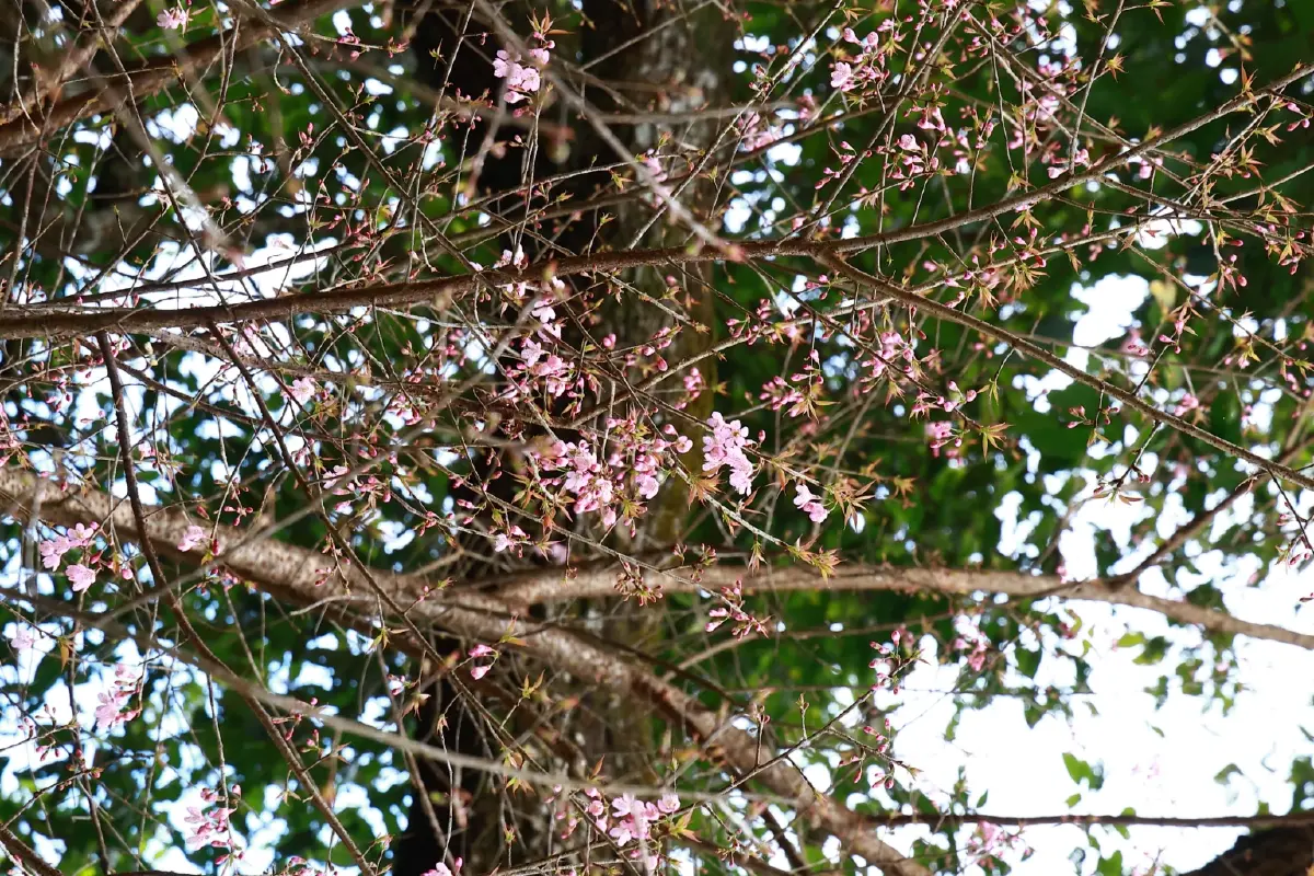 'เส้นทางศึกษาธรรมชาติยอดดอยปุย'โอเอซิสหลังบ้านของชาวเชียงใหม่