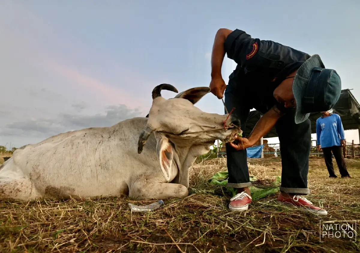 สะเทือนใจ วัวช็อกเสียงปืนใหญ่เขมร พลัดตกบ่อน้ำบาดเจ็บ ทนทรมาน 9 วันก่อนตาย