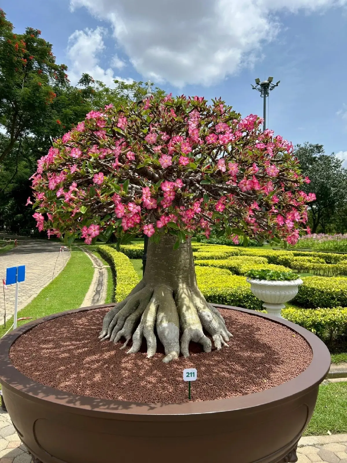 รับแดดอุ่นที่สวนสมเด็จพระนางเจ้าสิริกิติ์ ป่าเล็กในเมืองใหญ่