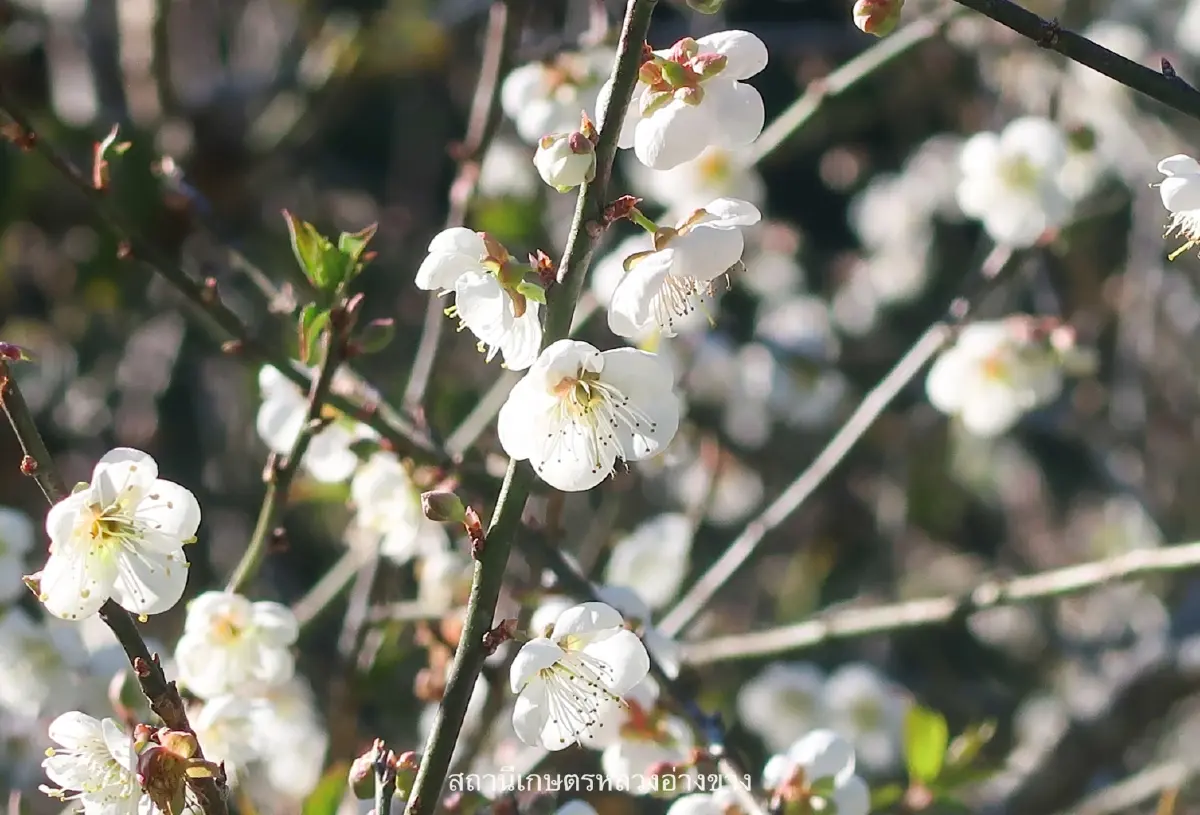 จุดเช็คอิน สุดโรแมนติก ดอกบ๊วย บานสะพรั่งต้อนรับหนาว ที่อ่างขาง