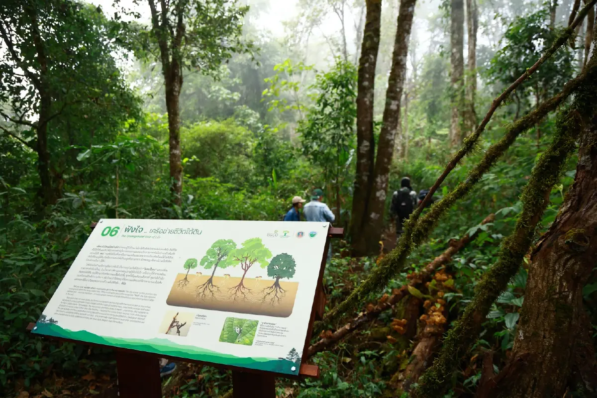 'เส้นทางศึกษาธรรมชาติยอดดอยปุย'โอเอซิสหลังบ้านของชาวเชียงใหม่