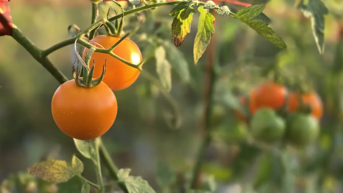 พลิกฟื้นเศรษฐกิจ 'ร้อยเอ็ด' ด้วย 'มะเขือเทศ' V-PROMPT- 'โคเนื้อ' KULA BEEF