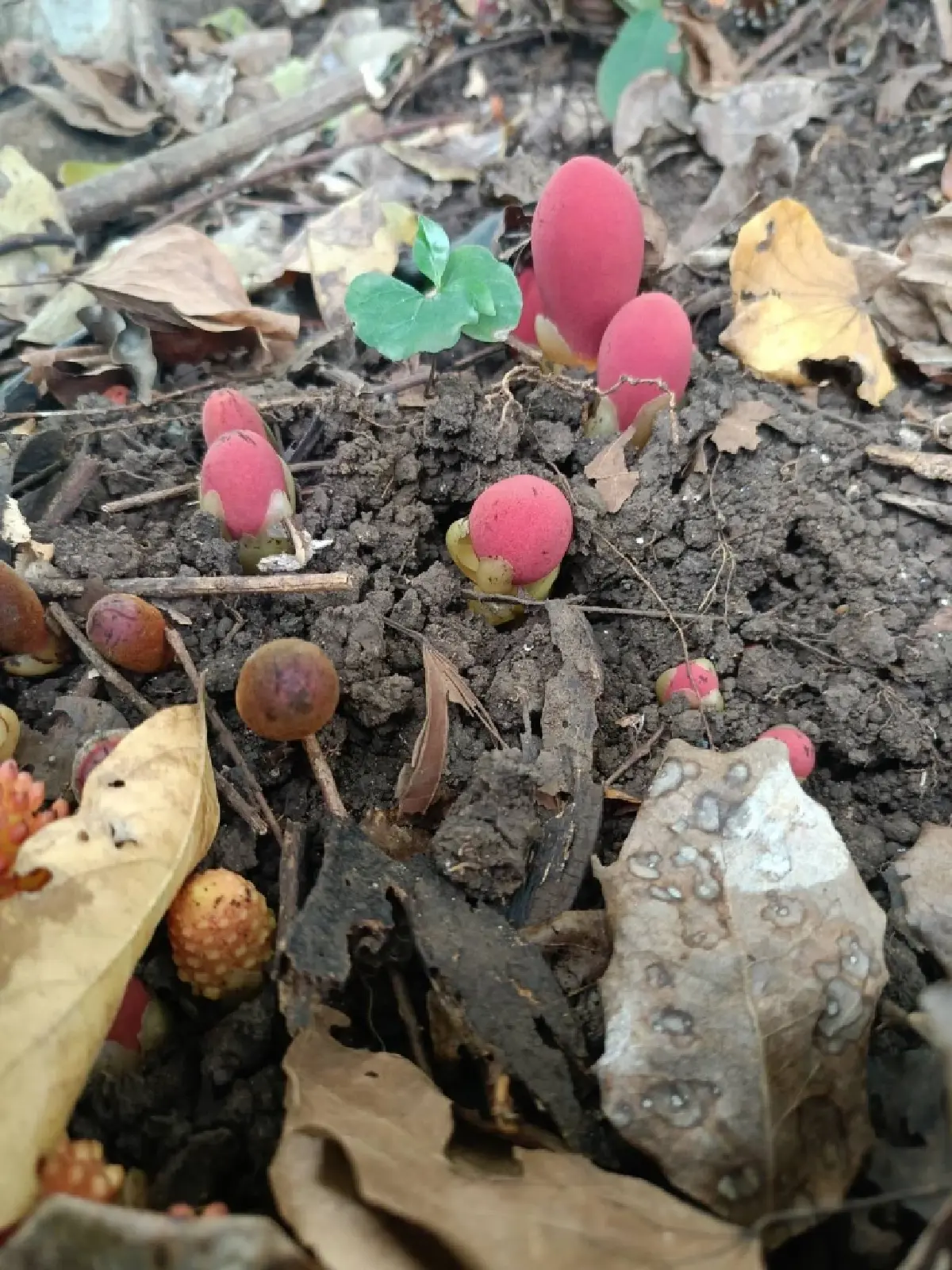 ขนุนดิน โผล่กลางวัดป่าเทพรังสี จ.เลย พืชแปลก อาศัยรากพืชอื่นเลี้ยงชีพ