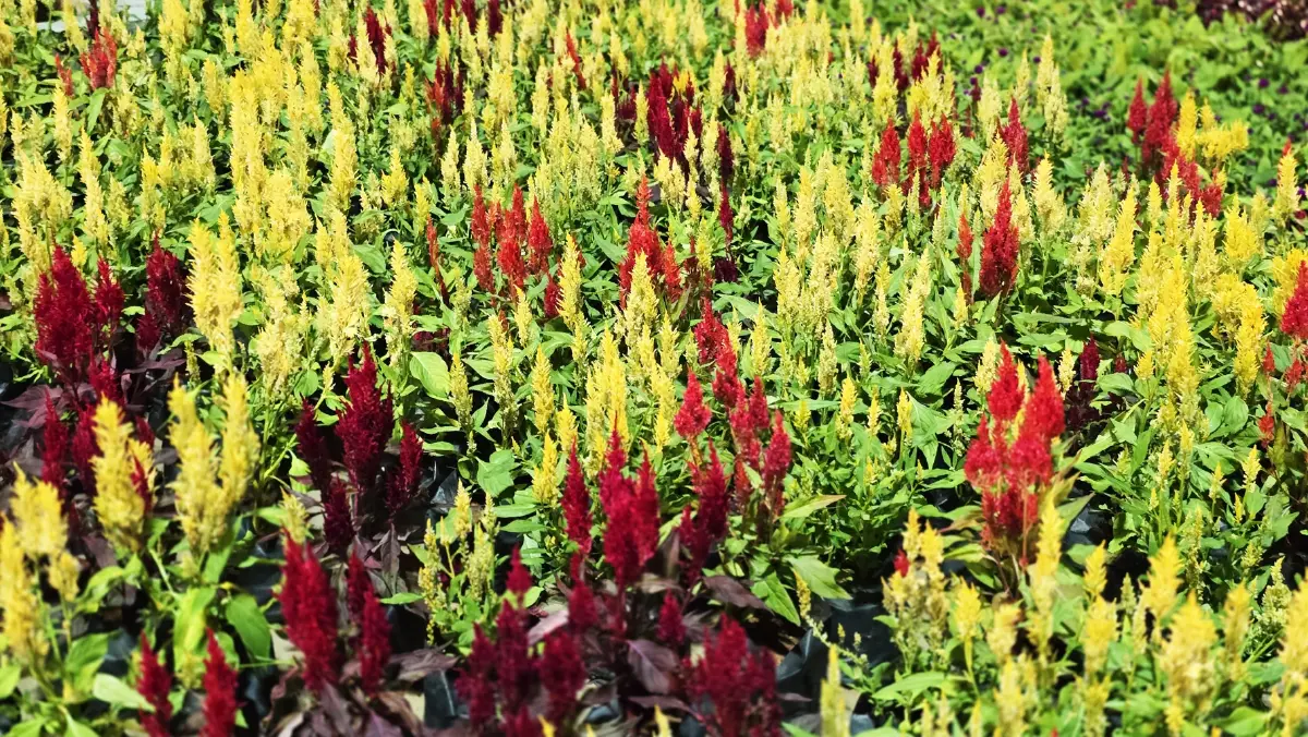 ชวนชม ‘สวนเรืองแสง’ ส่งท้ายปีเก่าต้อนรับปีใหม่ 2569 จ.สุราษฎร์ธานี