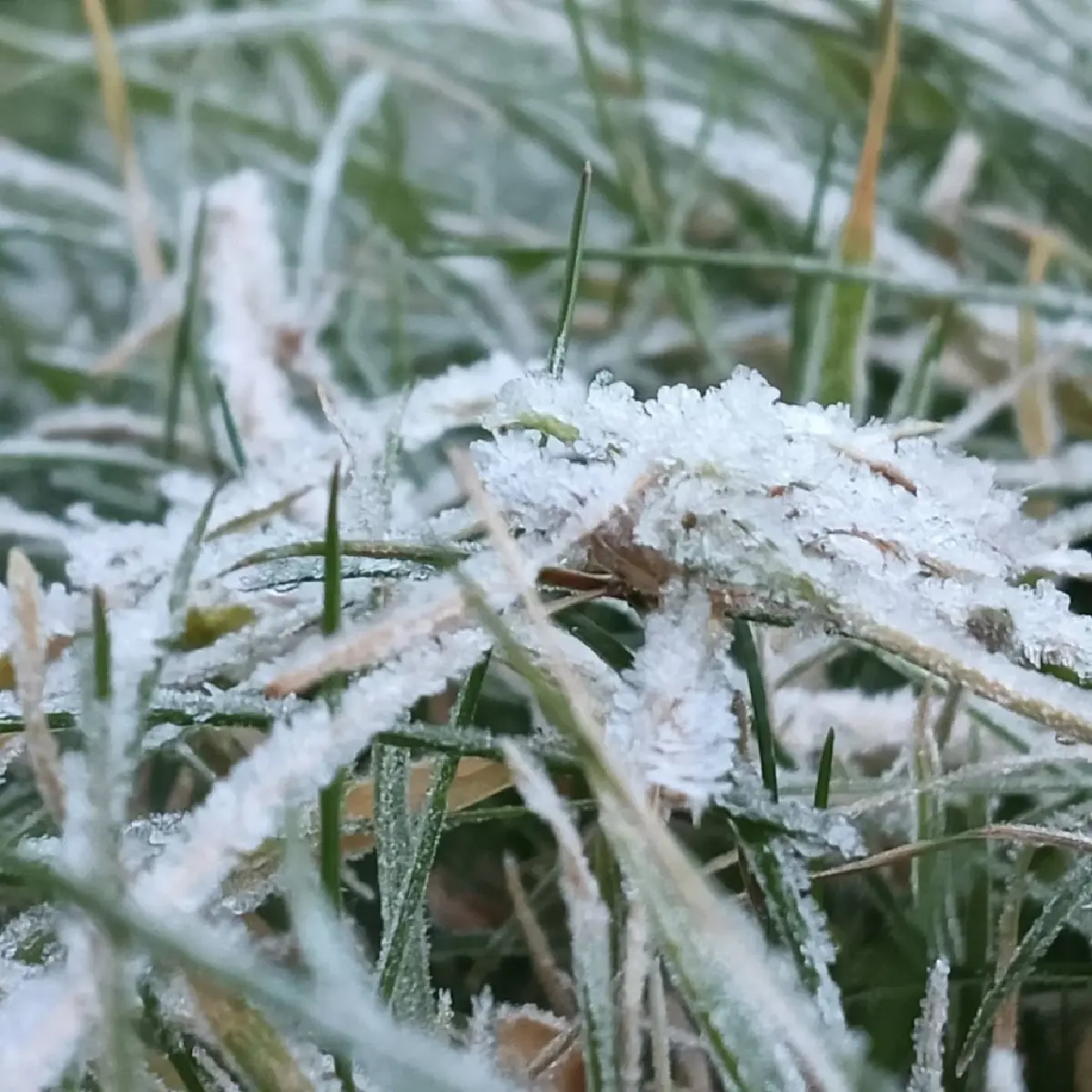 'ดอยอินทนนท์' หนาวจัด 'เหมยขาบ' โผล่ขาวโพลน เดือน พ.ย. แห่เที่ยวทะลุ 2 หมื่นคน