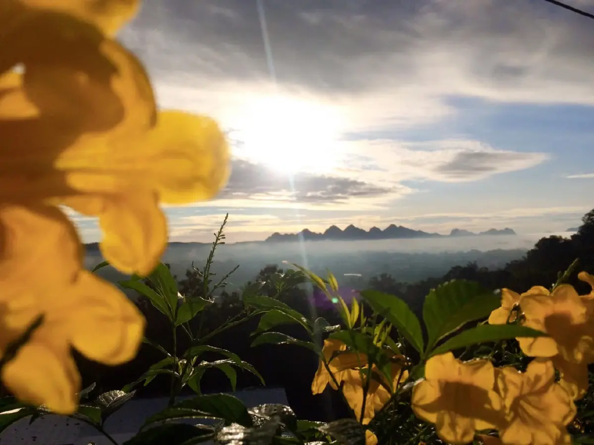 ขนุนดิน โผล่กลางวัดป่าเทพรังสี จ.เลย พืชแปลก อาศัยรากพืชอื่นเลี้ยงชีพ