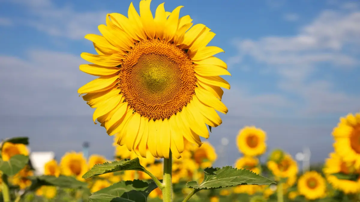 ชวนเที่ยว ‘ทานตะวันบานสะพรั่งทั่วระแหง ครั้งที่ 6’ ใกล้กรุงเทพฯ