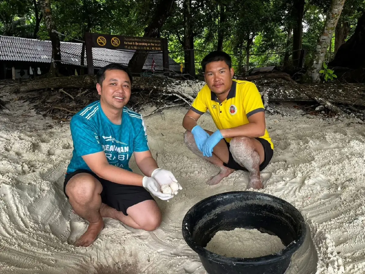 วันส่งท้ายปีเก่า ต้อนรับปีใหม่ 2569 ลูกเต่าตนุ 71 ตัวรังแรกของฤดูกาล