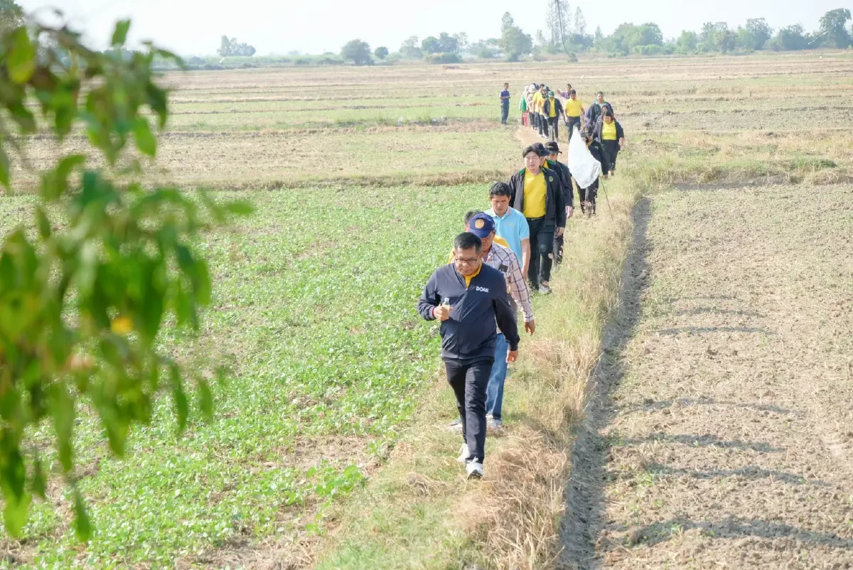 กรมส่งเสริมการเกษตร หนุน เลิกเผา  ชี้เป้าไถกลบทำปุ๋ย ปลูกถั่วหลังนา