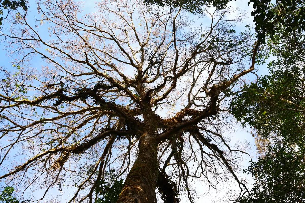 'เส้นทางศึกษาธรรมชาติยอดดอยปุย'โอเอซิสหลังบ้านของชาวเชียงใหม่