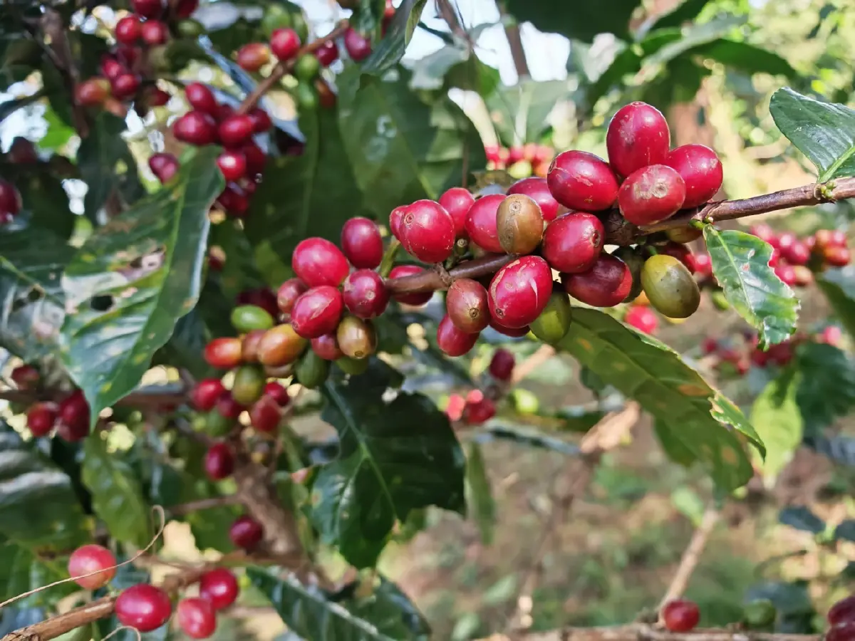 หมดยุคกินกาแฟ ‘เพื่อตื่น’ ต้องรู้กลิ่น-รส-ปลูกดอยไหน ‘Café Amazon’  ชี้ คนไทยกินวันละ 1.2 แก้ว