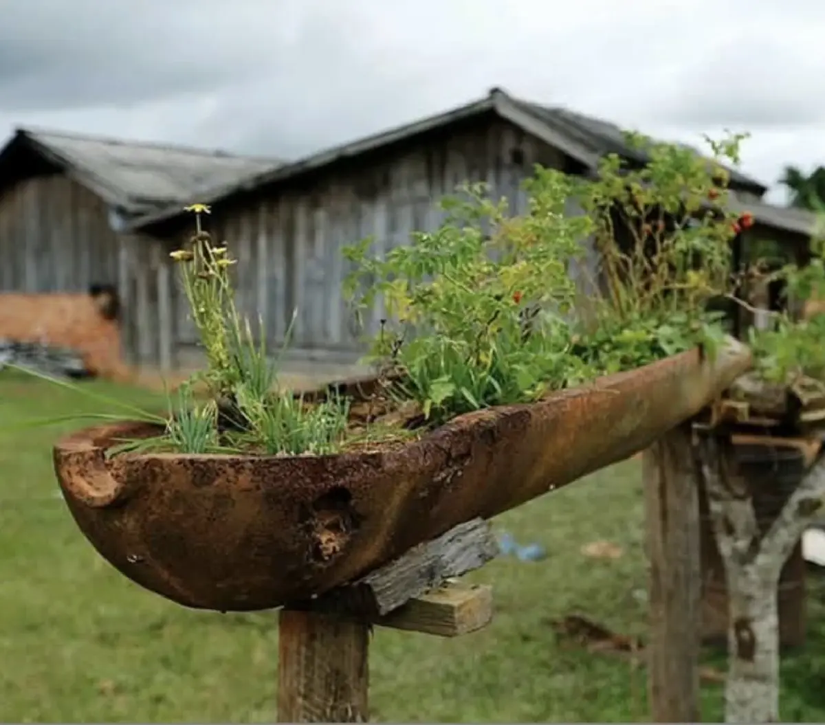 'ดอกไม้ในกาบระเบิด' ซีไรต์ในเงาสงครามลาว