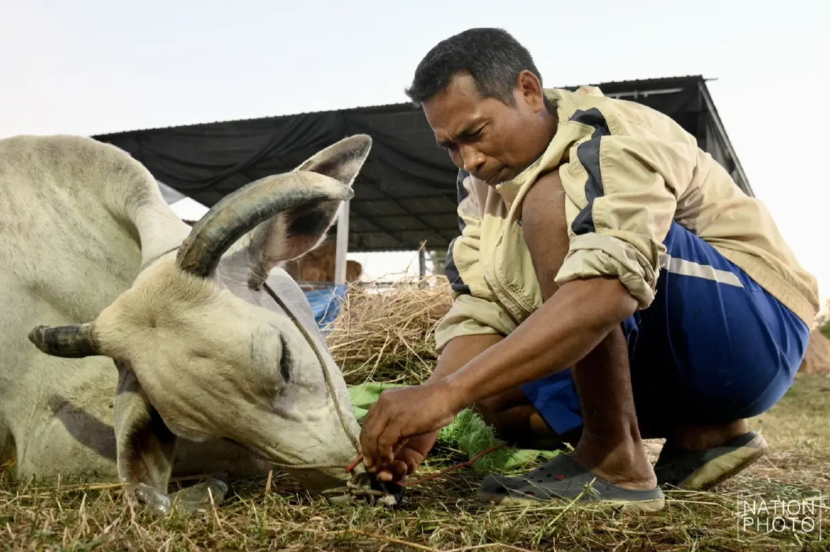 สะเทือนใจ วัวช็อกเสียงปืนใหญ่เขมร พลัดตกบ่อน้ำบาดเจ็บ ทนทรมาน 9 วันก่อนตาย