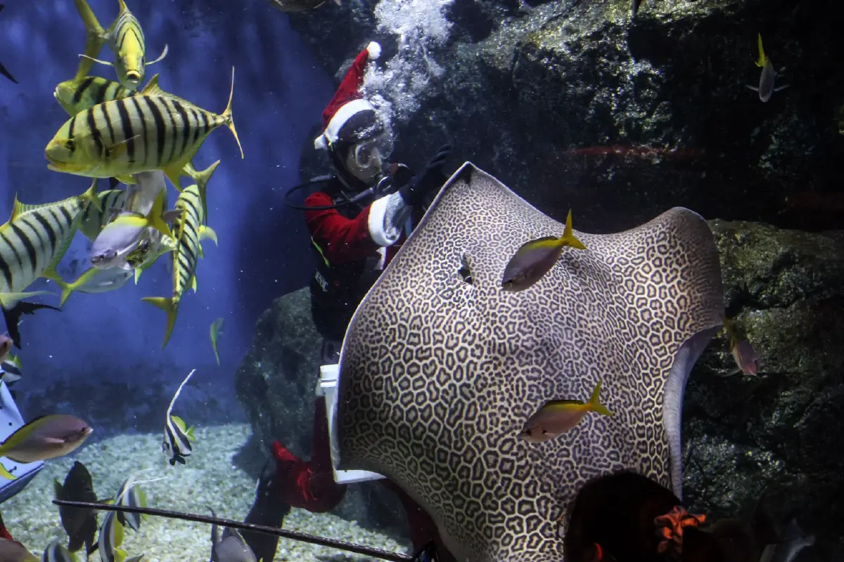 SEA LIFE Bangkok มอบของขวัญในเทศกาลความสุข กับ Santa Dive and Christmas Carol