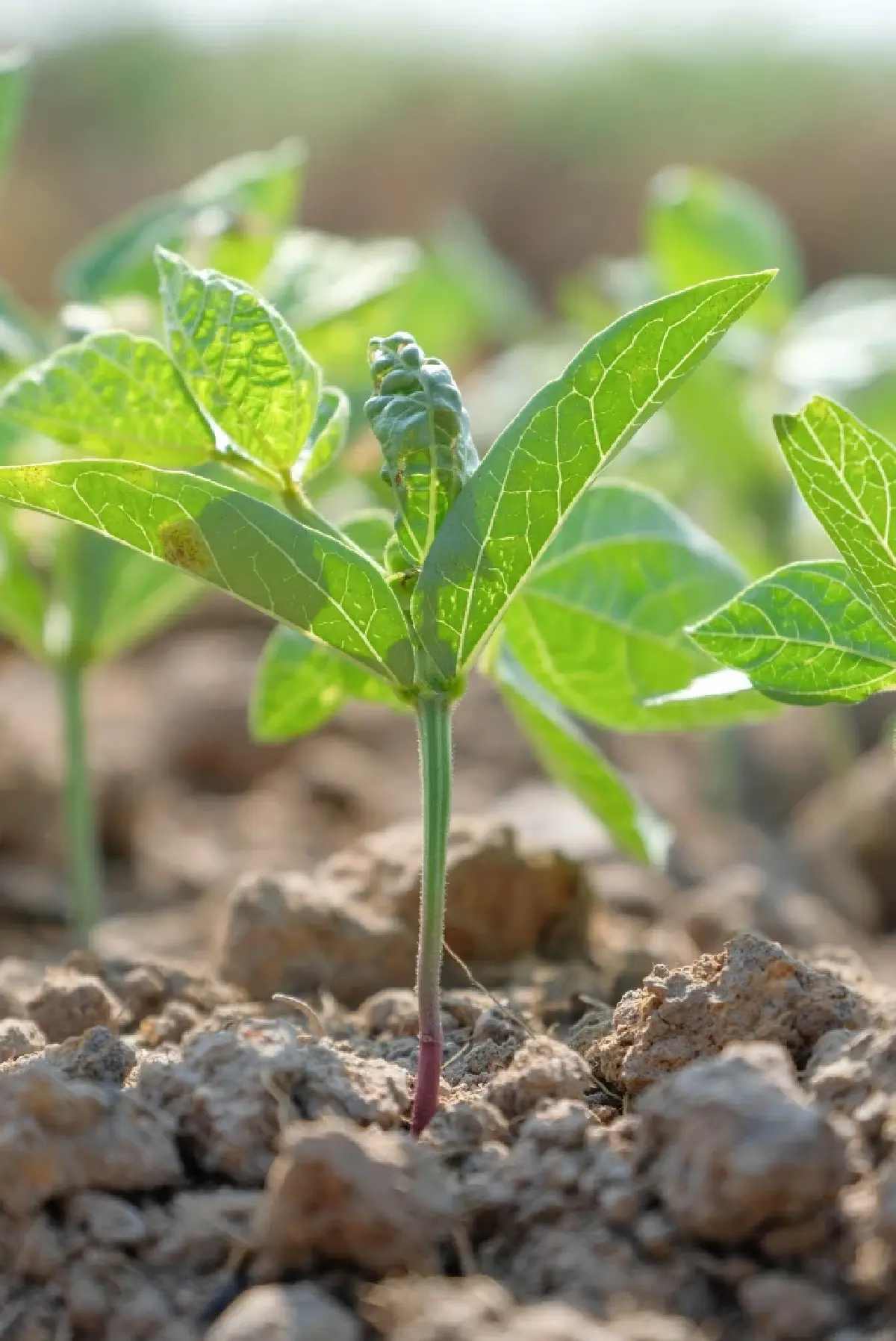 กรมส่งเสริมการเกษตร หนุน เลิกเผา  ชี้เป้าไถกลบทำปุ๋ย ปลูกถั่วหลังนา