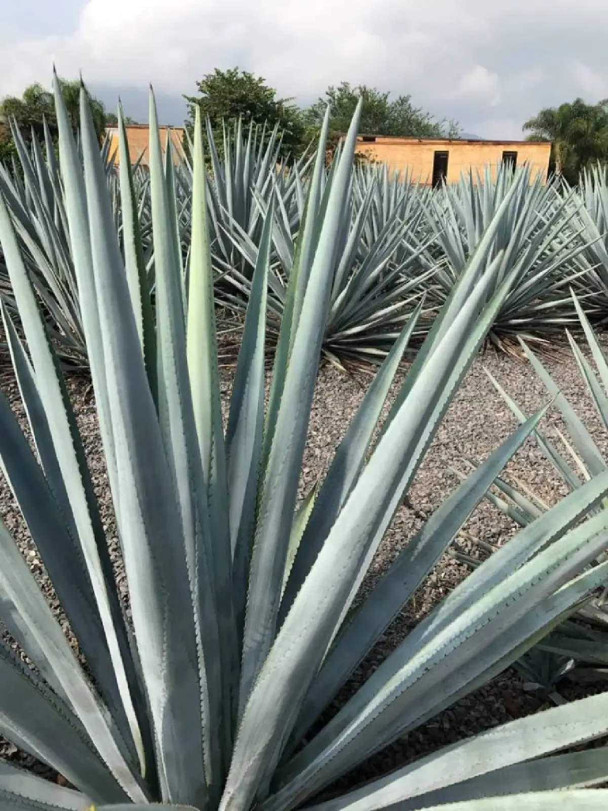 เตกีลา (Tequila) จากสุราชุมชนสู่ระดับโลก