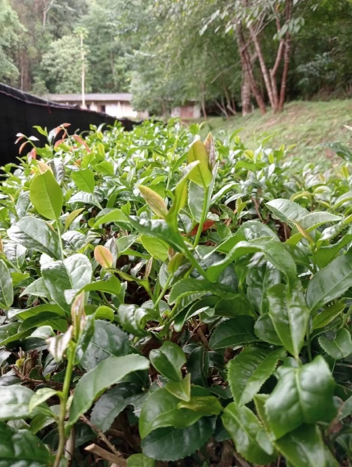 แนะปลูก ชาเขียวพันธุ์ใหม่  ‘กวก.เชียงใหม่ 1 ’ หอม กลมกล่อม