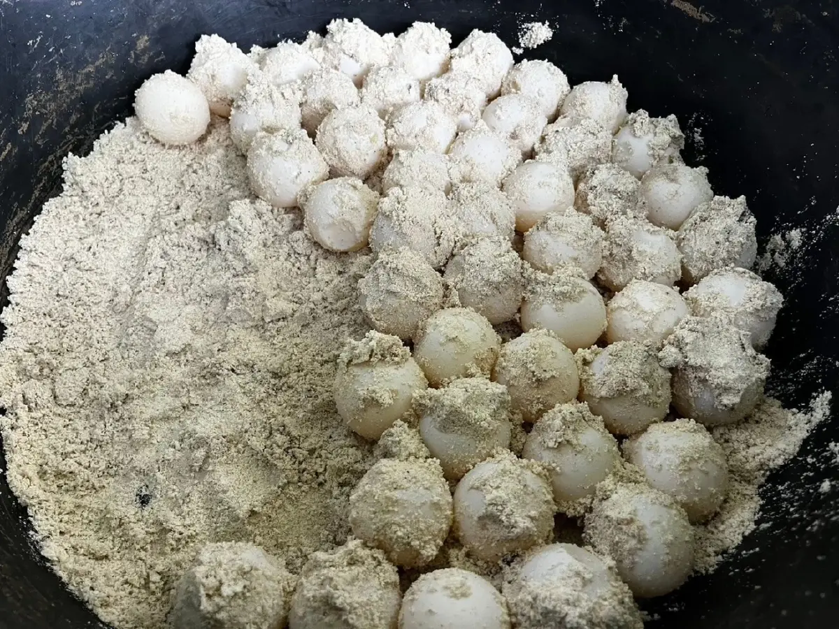 วันส่งท้ายปีเก่า ต้อนรับปีใหม่ 2569 ลูกเต่าตนุ 71 ตัวรังแรกของฤดูกาล