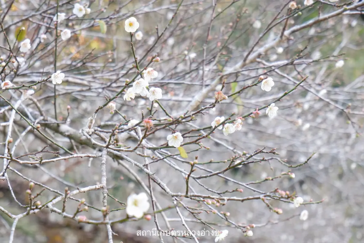 จุดเช็คอิน สุดโรแมนติก ดอกบ๊วย บานสะพรั่งต้อนรับหนาว ที่อ่างขาง
