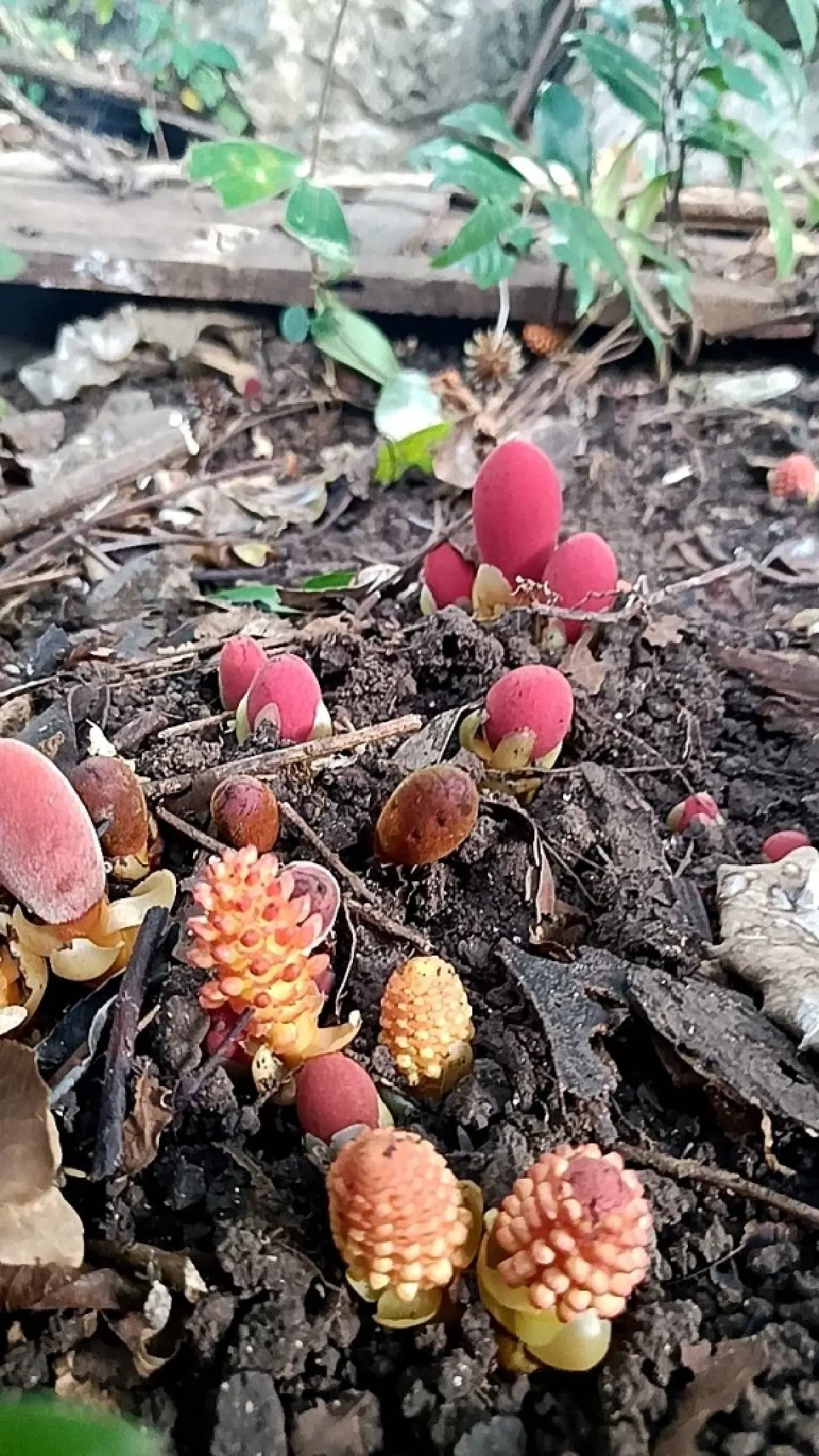 ขนุนดิน โผล่กลางวัดป่าเทพรังสี จ.เลย พืชแปลก อาศัยรากพืชอื่นเลี้ยงชีพ