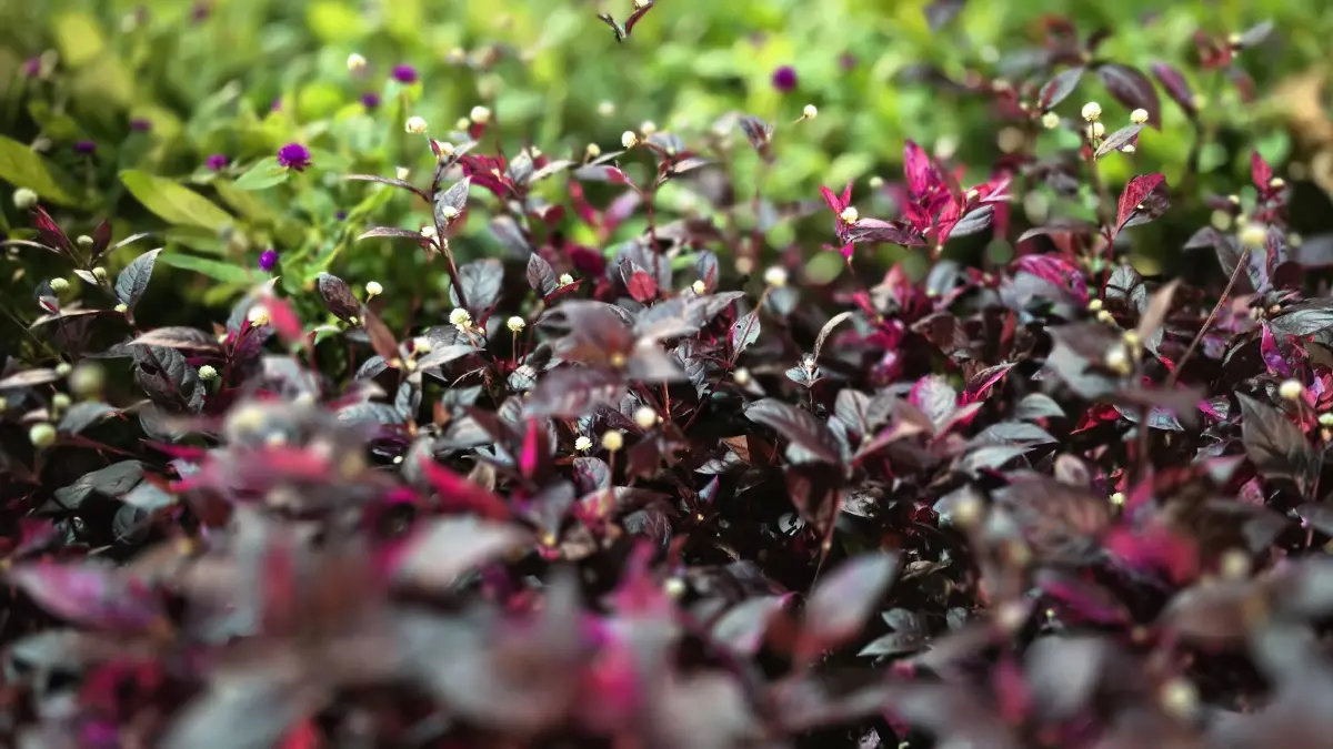 ชวนชม ‘สวนเรืองแสง’ ส่งท้ายปีเก่าต้อนรับปีใหม่ 2569 จ.สุราษฎร์ธานี