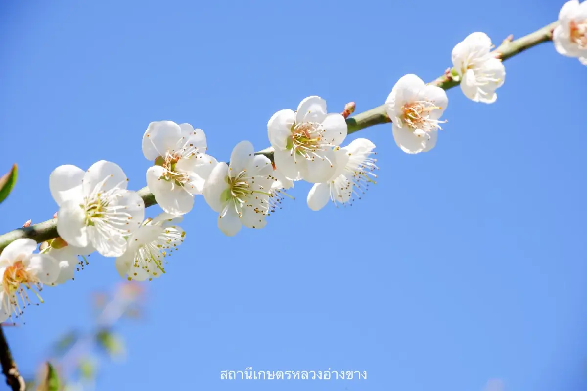 จุดเช็คอิน สุดโรแมนติก ดอกบ๊วย บานสะพรั่งต้อนรับหนาว ที่อ่างขาง