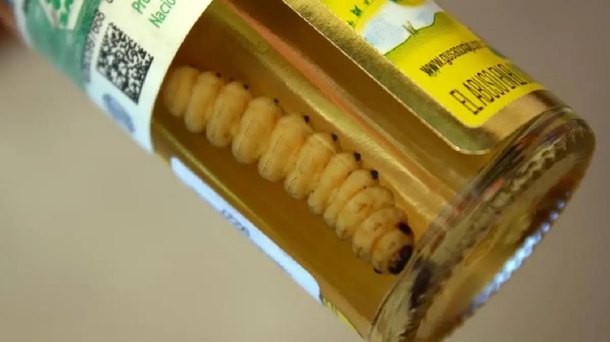 เตกีลา (Tequila) จากสุราชุมชนสู่ระดับโลก