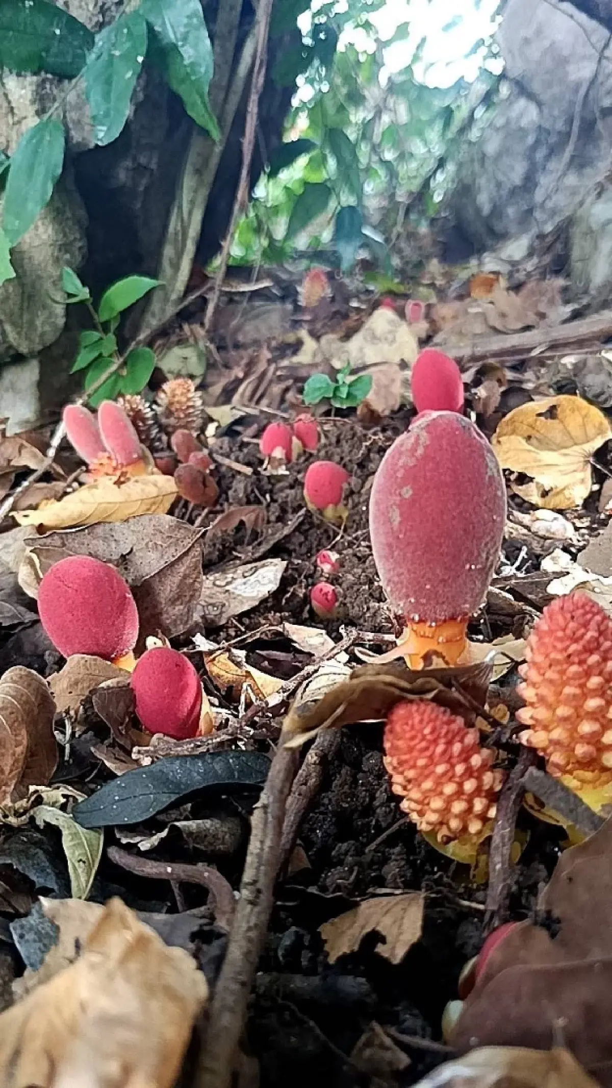 ขนุนดิน โผล่กลางวัดป่าเทพรังสี จ.เลย พืชแปลก อาศัยรากพืชอื่นเลี้ยงชีพ