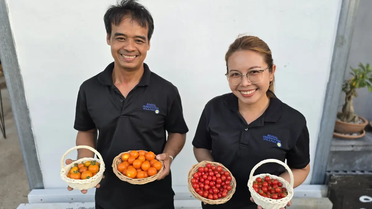 พลิกฟื้นเศรษฐกิจ 'ร้อยเอ็ด' ด้วย 'มะเขือเทศ' V-PROMPT- 'โคเนื้อ' KULA BEEF