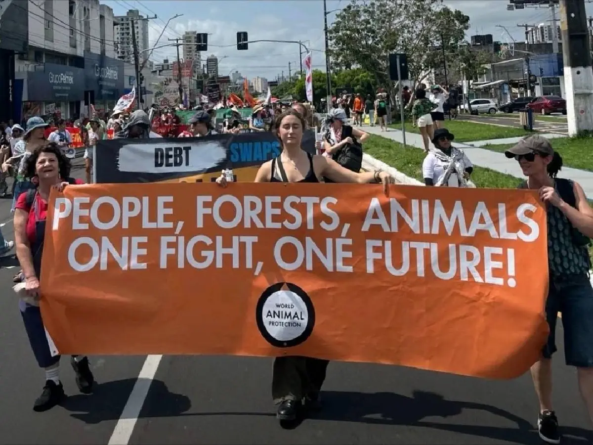 ชำแหละ COP30 ไม่ขยับคุมยักษ์ปศุสัตว์ ตัวการเร่งโลกร้อน-เชื้อดื้อยา