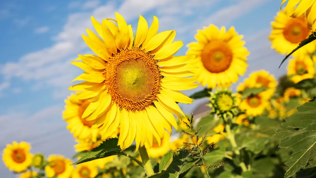 ชวนเที่ยว ‘ทานตะวันบานสะพรั่งทั่วระแหง ครั้งที่ 6’ ใกล้กรุงเทพฯ