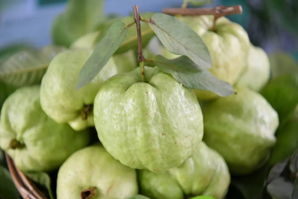 “ฝรั่งสามพราน” มาแรง! ดันผลไม้ GI ไทยรายได้ทะลุ 350 ล้านต่อปี