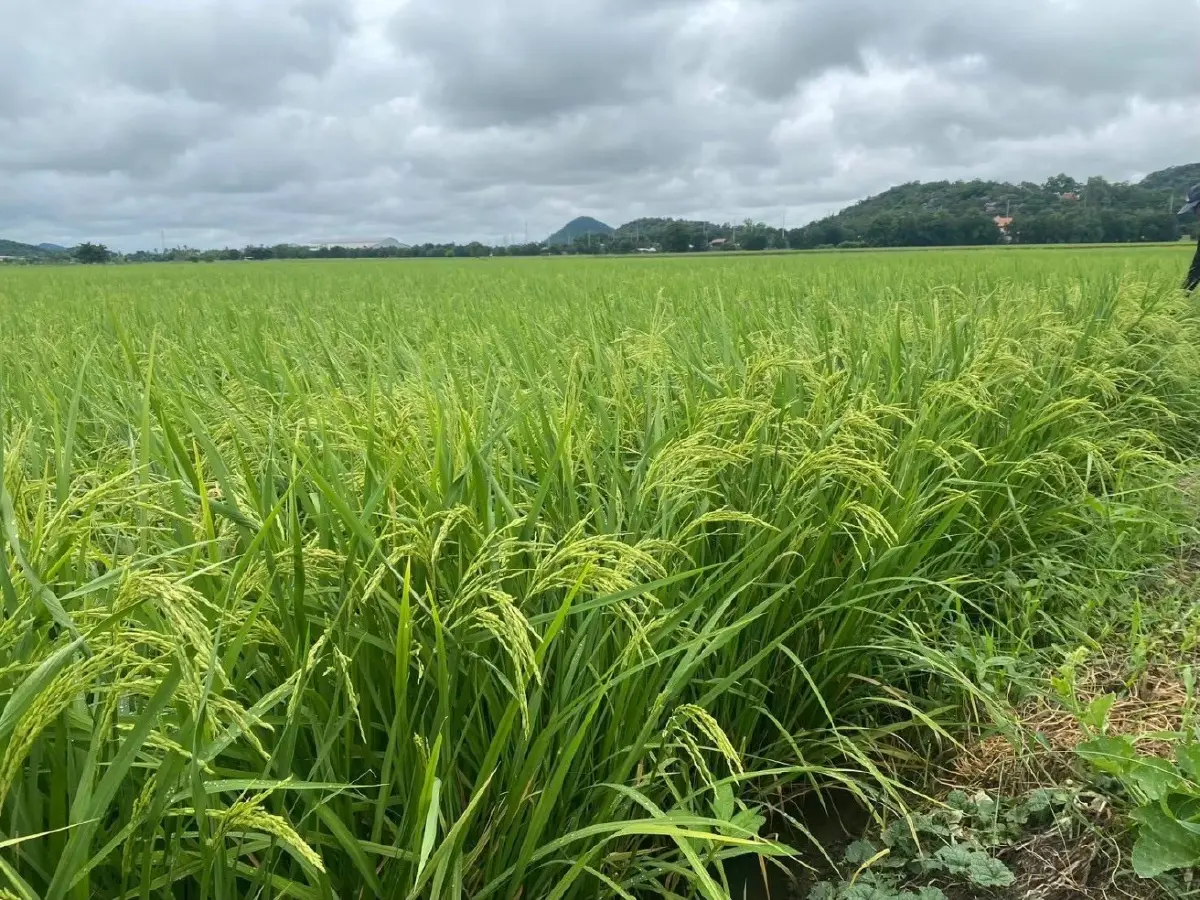 'ผอ.สมหมาย' กางภารกิจชู 'ข้าวคาร์บอนต่ำ' ตอบโจทย์ BCG-สิ่งแวดล้อม